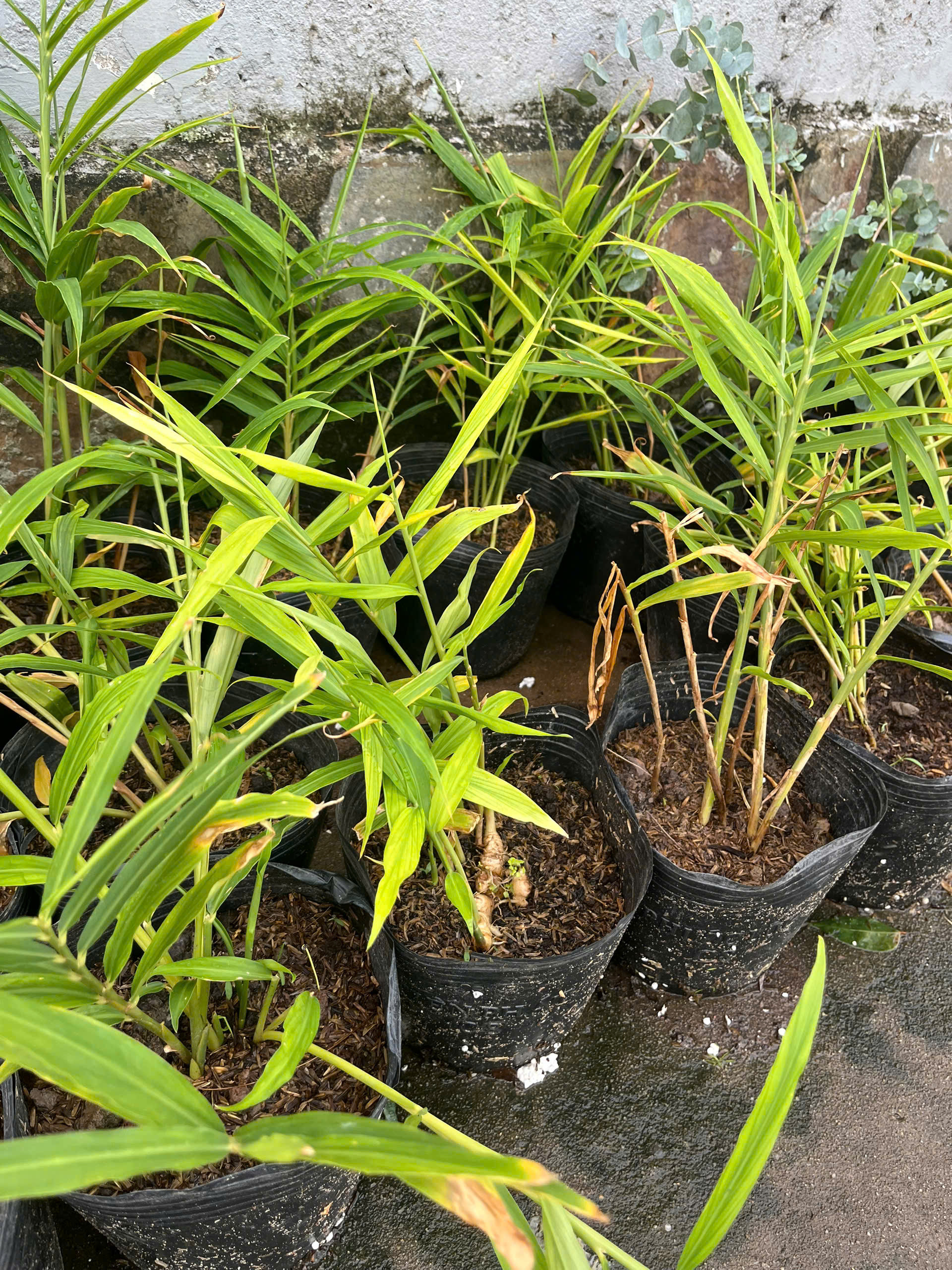 cay-gung-giong-5