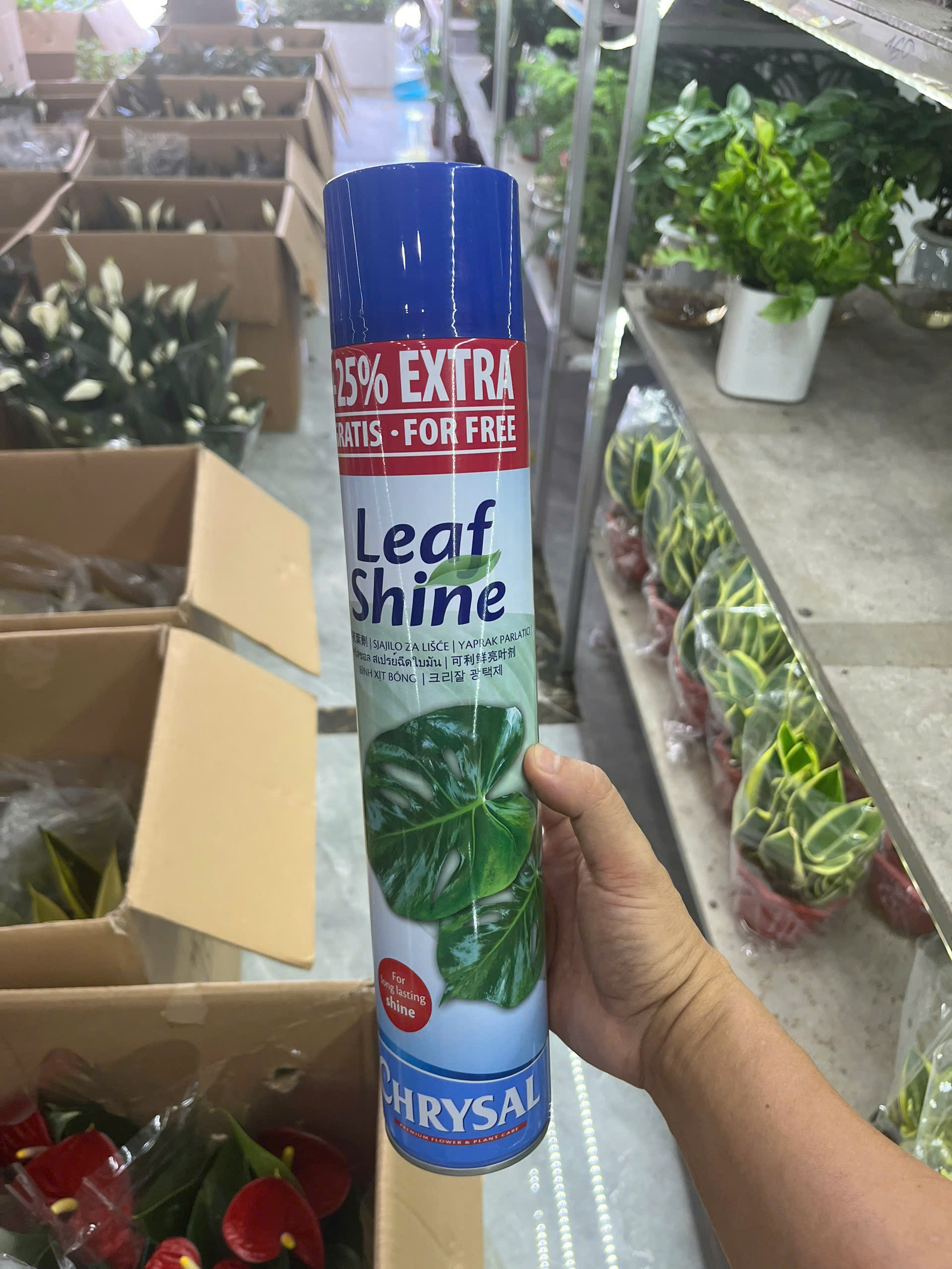 chai-xit-bong-la-cao-cap-4