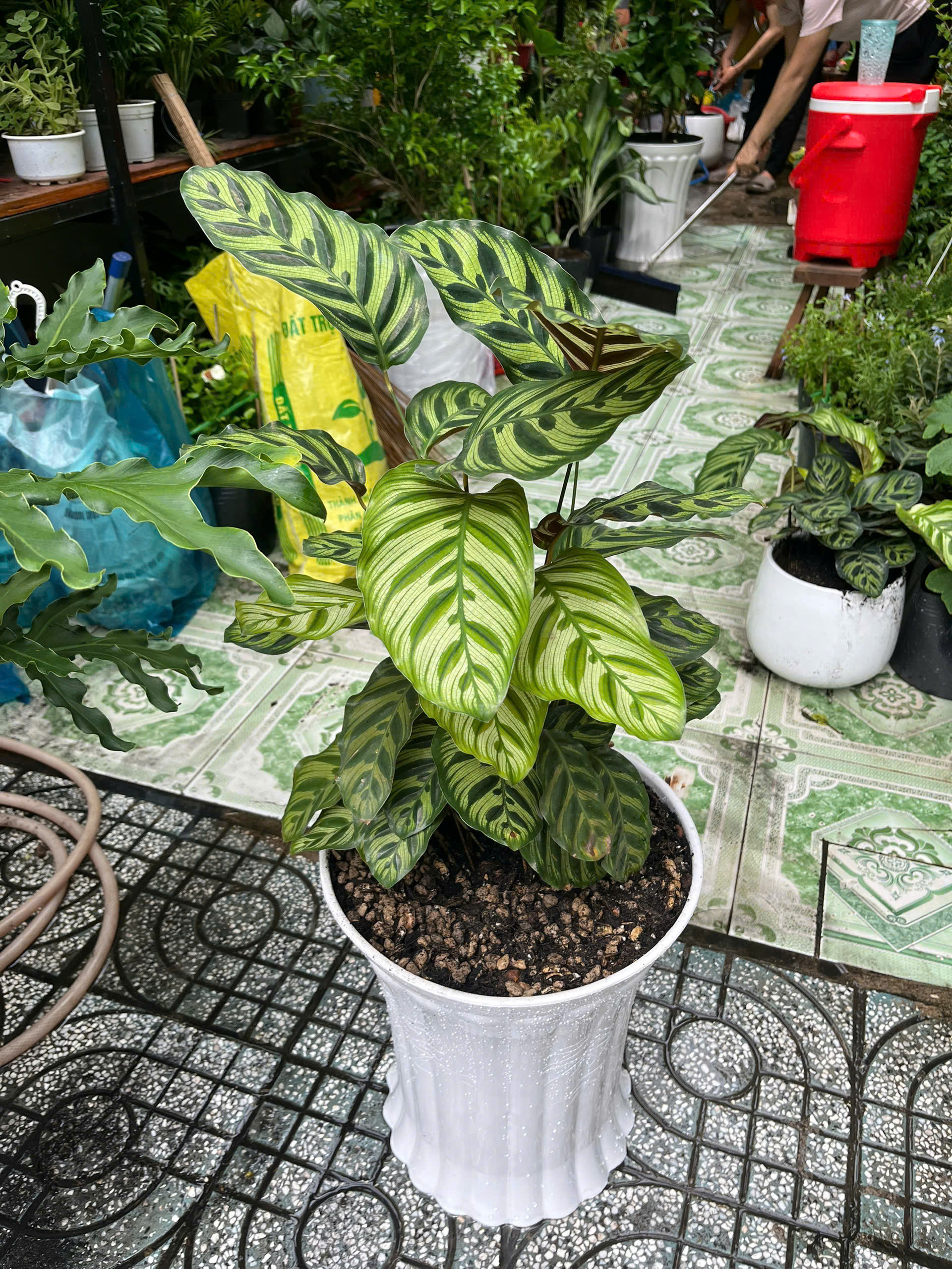 chau-duoi-cong-lon-1
