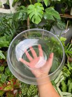 chau-thuy-tinh-low-bowl-17