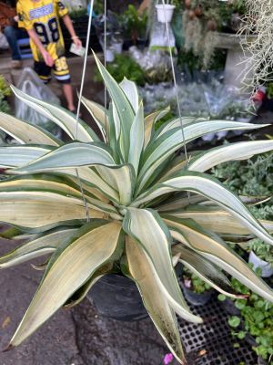 dua-agave-1
