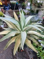 dua-agave-2