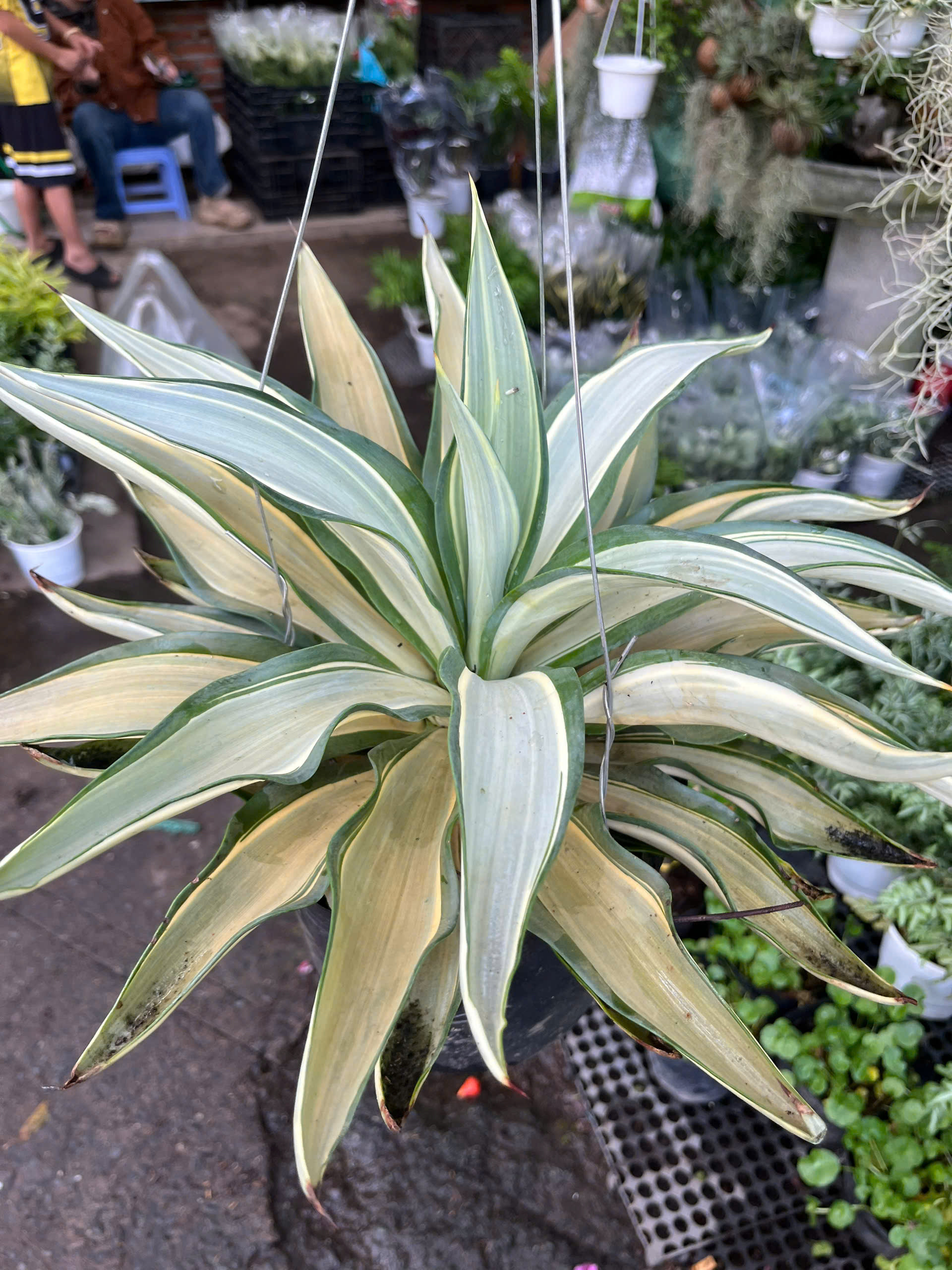 dua-agave-2