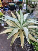 dua-agave-3