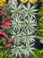 dua-agave-4