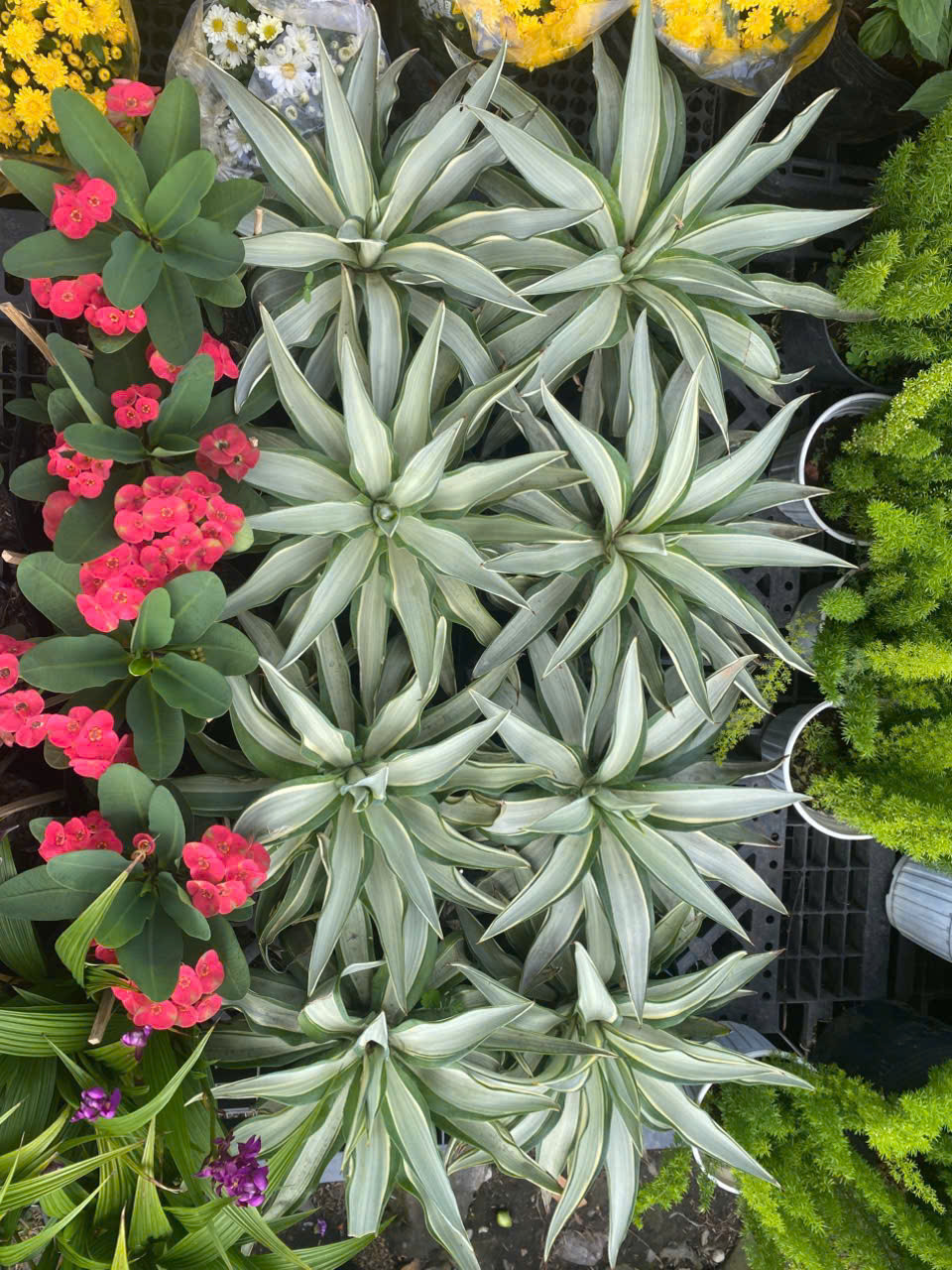 dua-agave-4