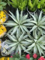 dua-agave-5