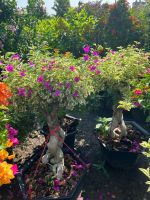 hoa-giay-bonsai-10