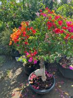 hoa-giay-bonsai-12