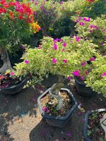 hoa-giay-bonsai-14