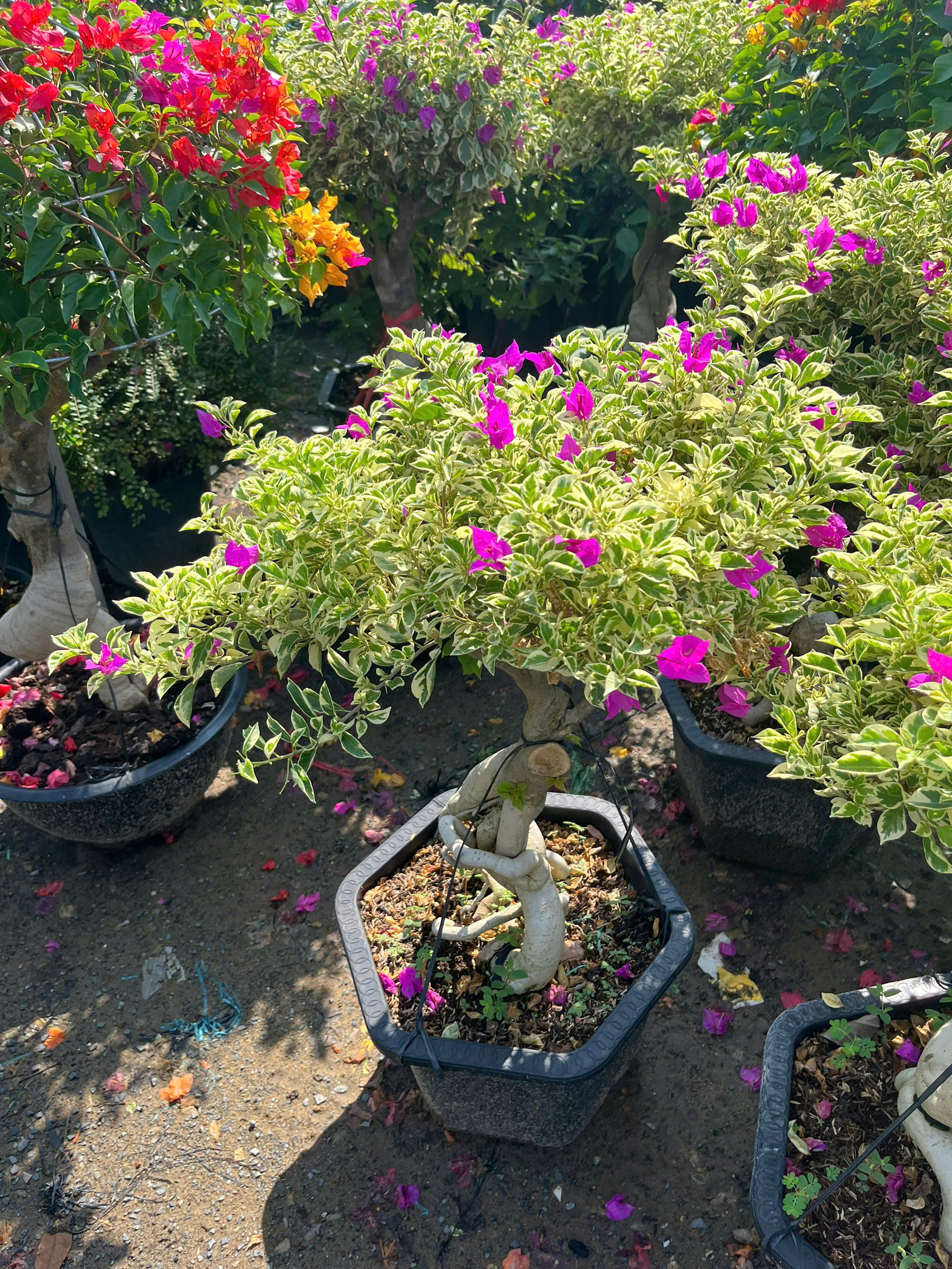 hoa-giay-bonsai-14