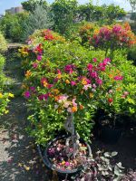 hoa-giay-bonsai-6
