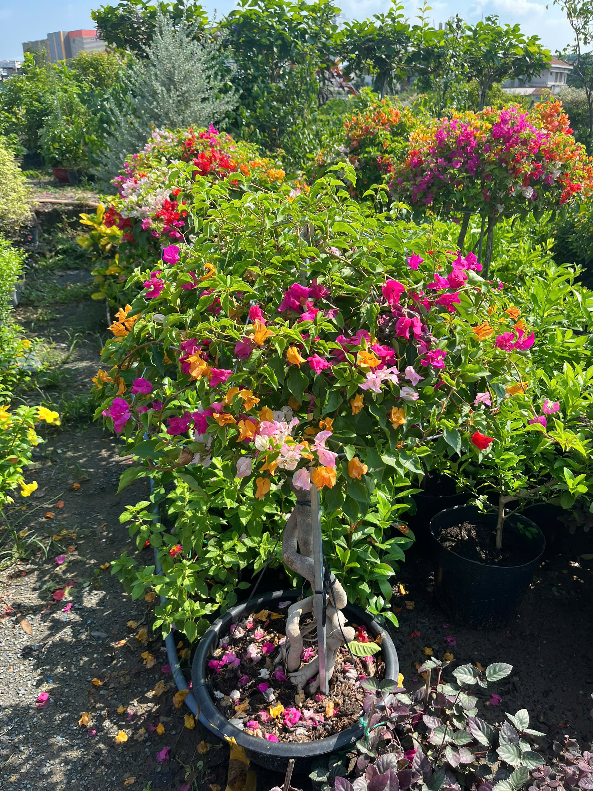 hoa-giay-bonsai-6