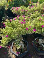 hoa-giay-bonsai-8