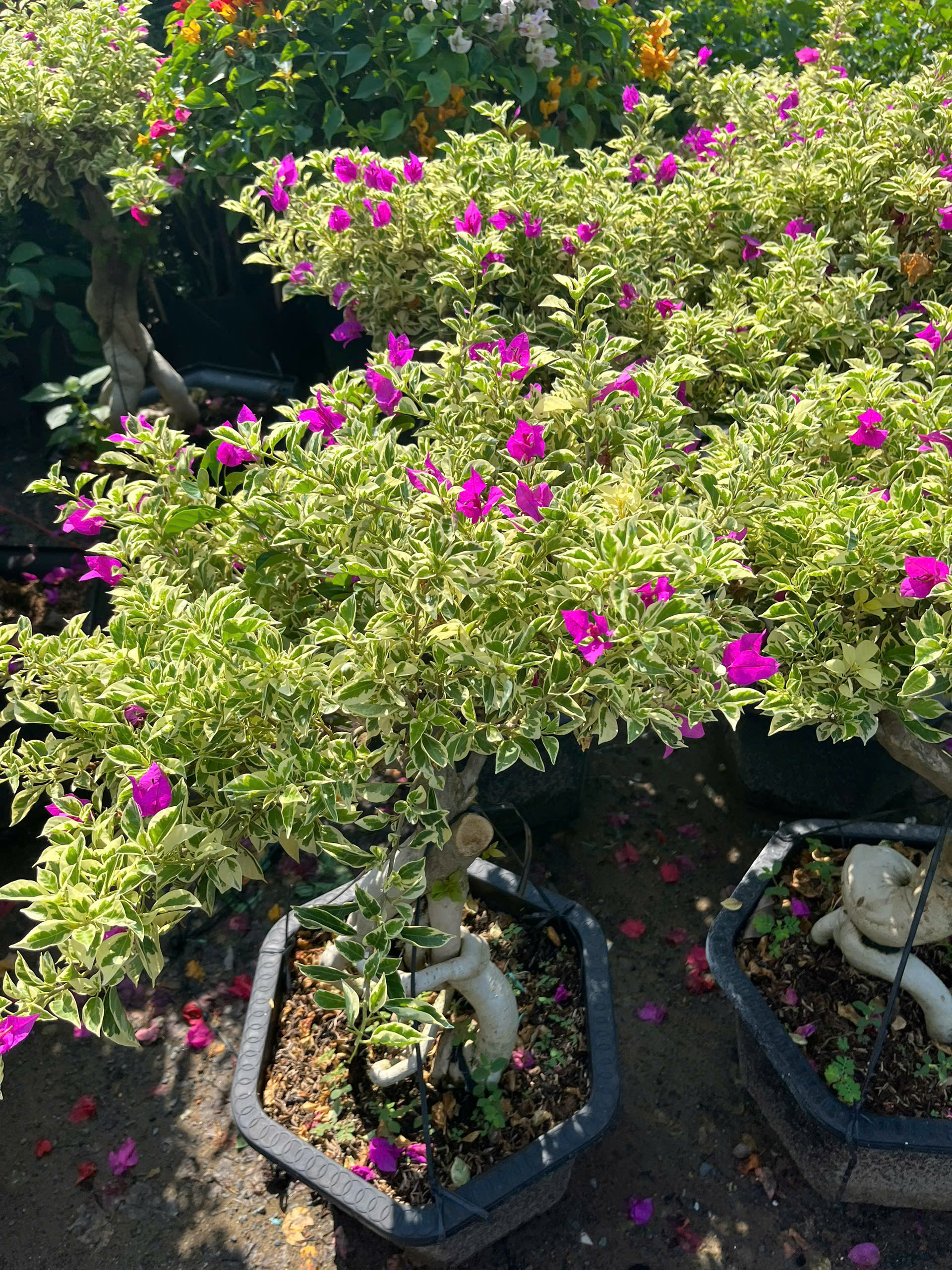 hoa-giay-bonsai-8