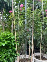 hong-le-printemps-1