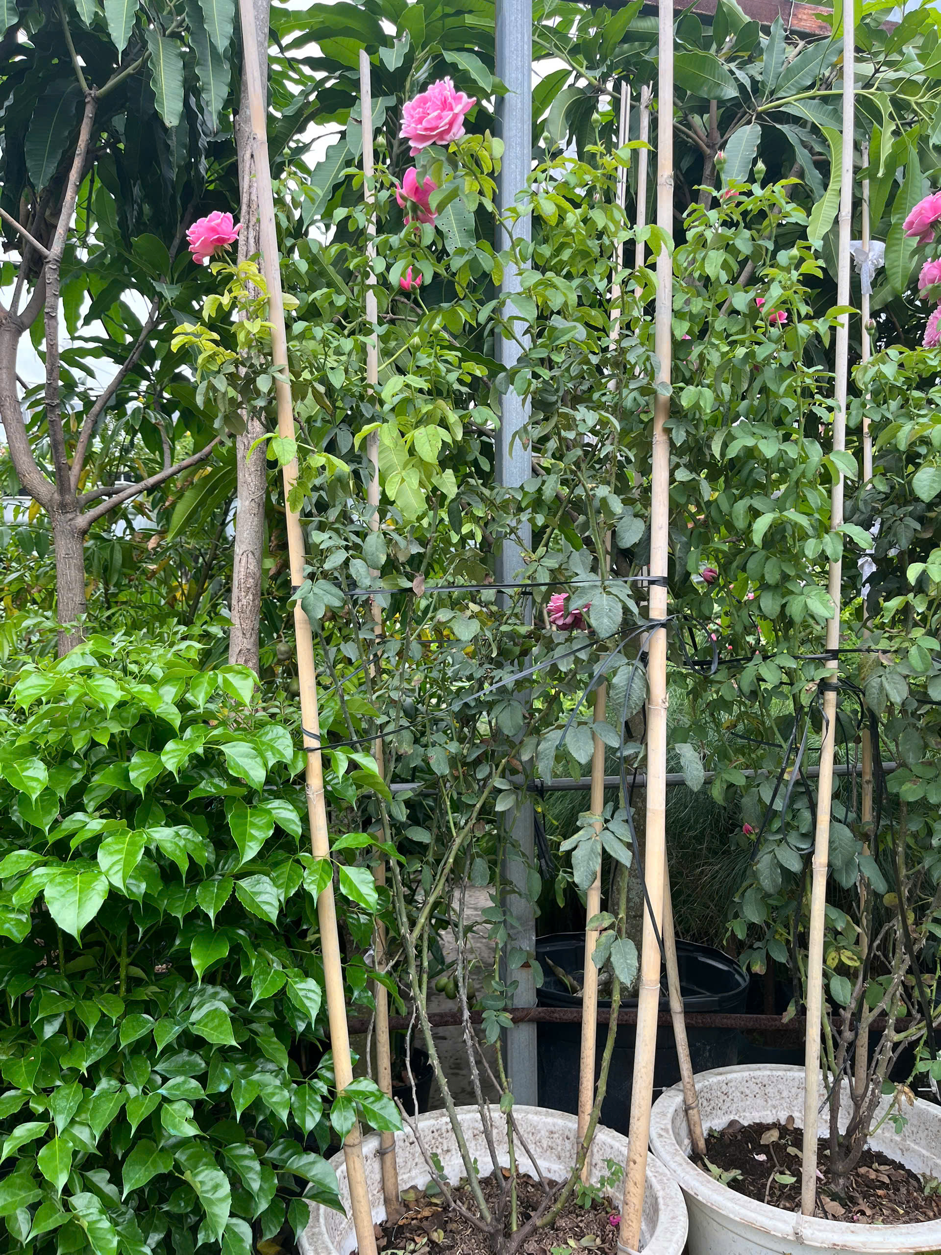 hong-le-printemps-1