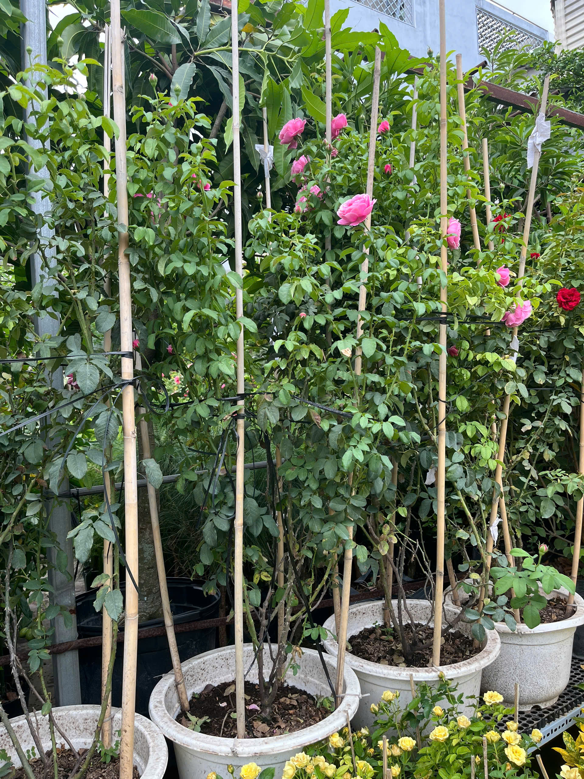 hong-le-printemps-10