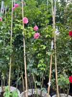 hong-le-printemps-2