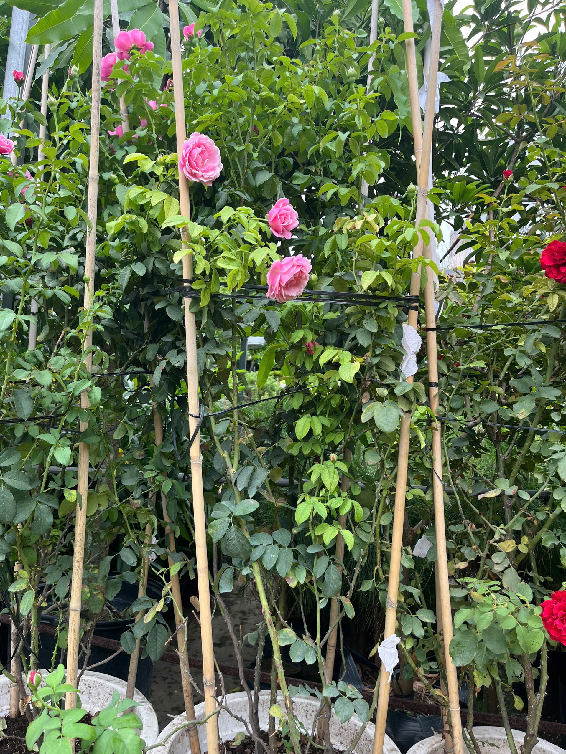 hong-le-printemps-2