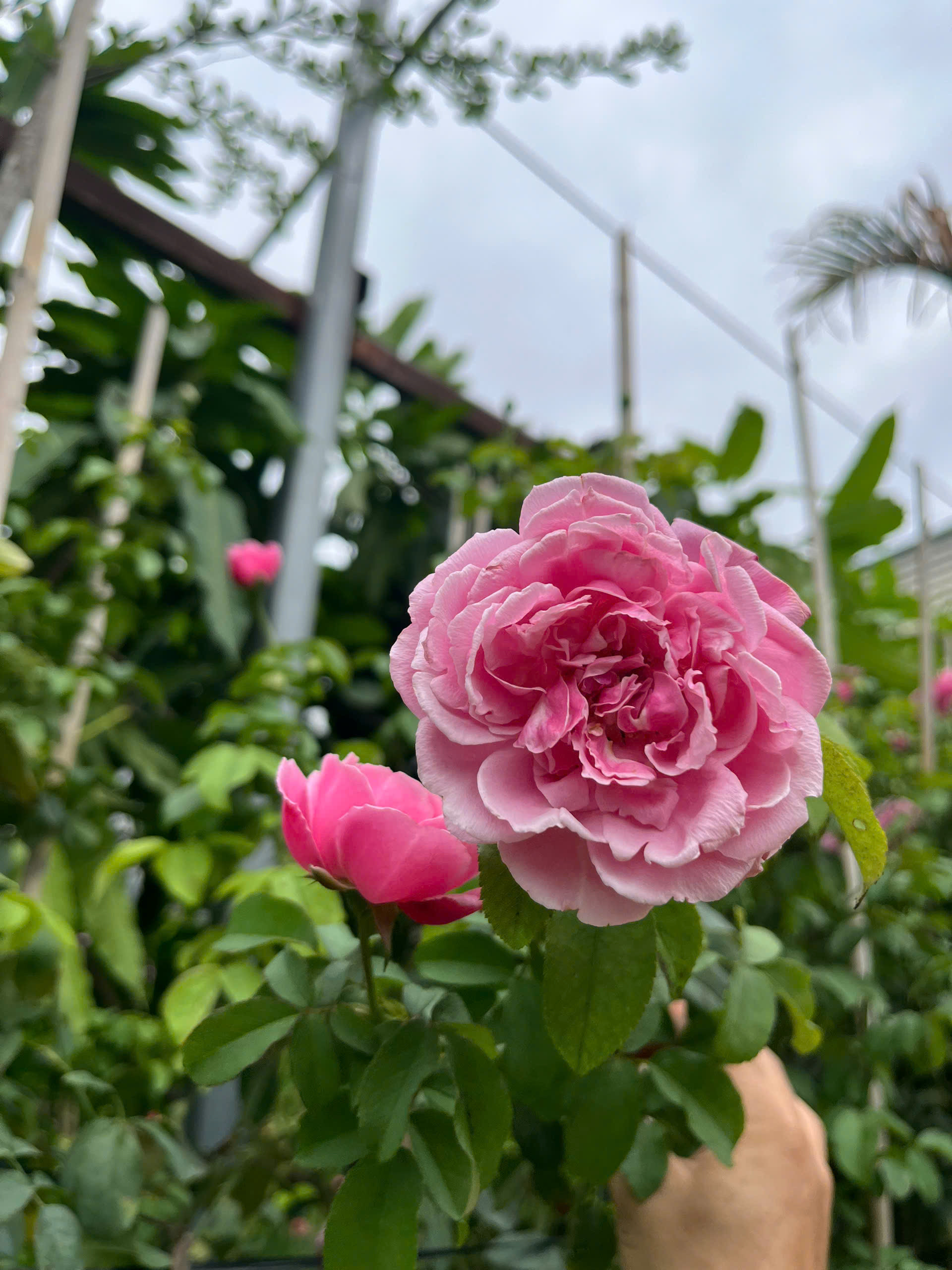 hong-le-printemps-6