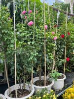 hong-le-printemps-8