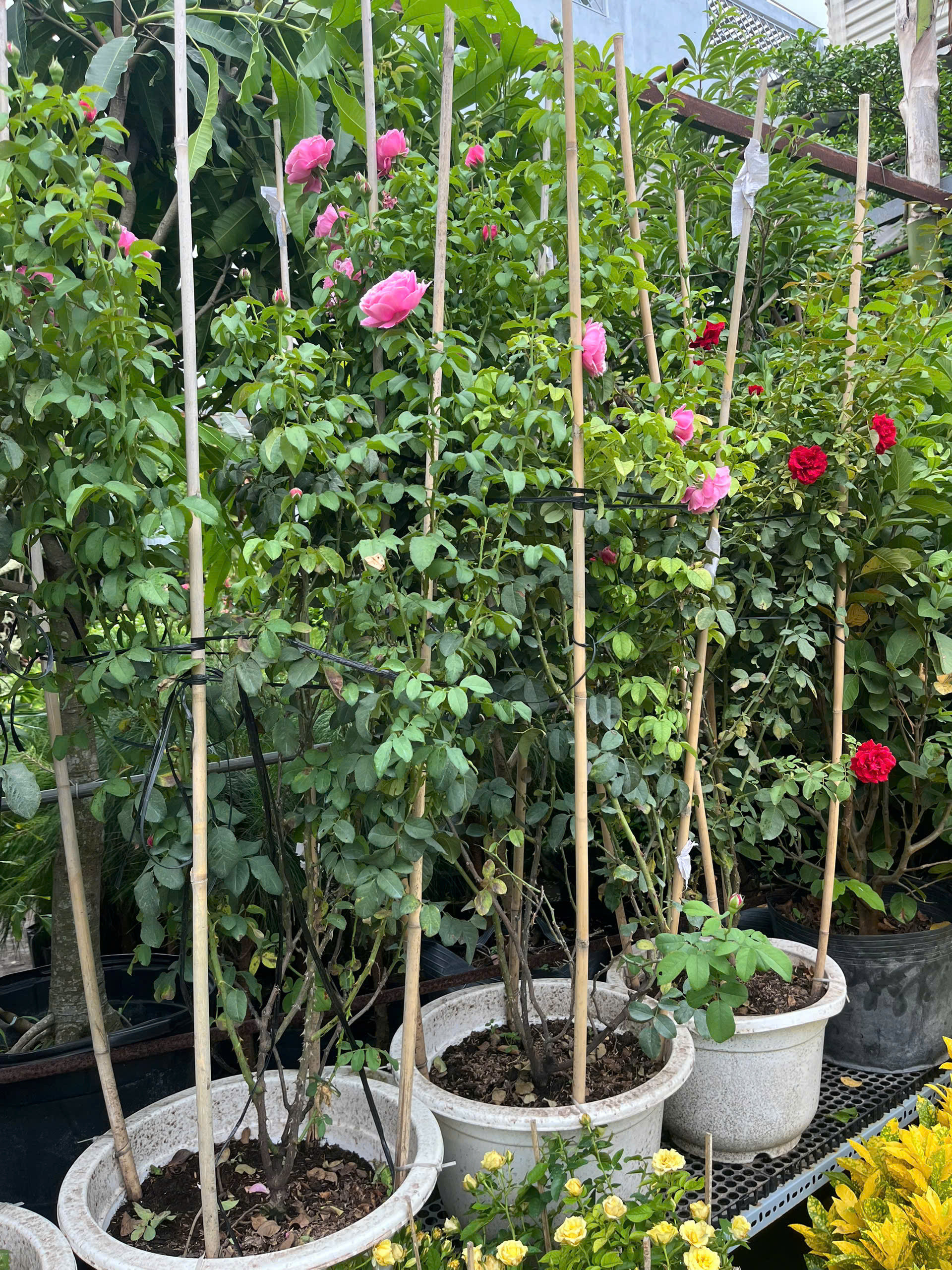 hong-le-printemps-8