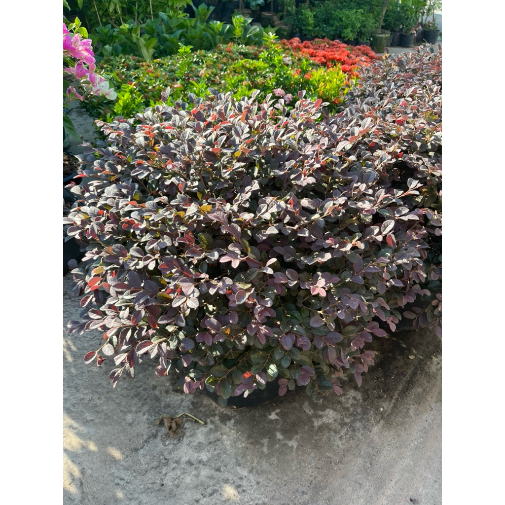 hong-phung-3