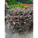 hong-phung-4