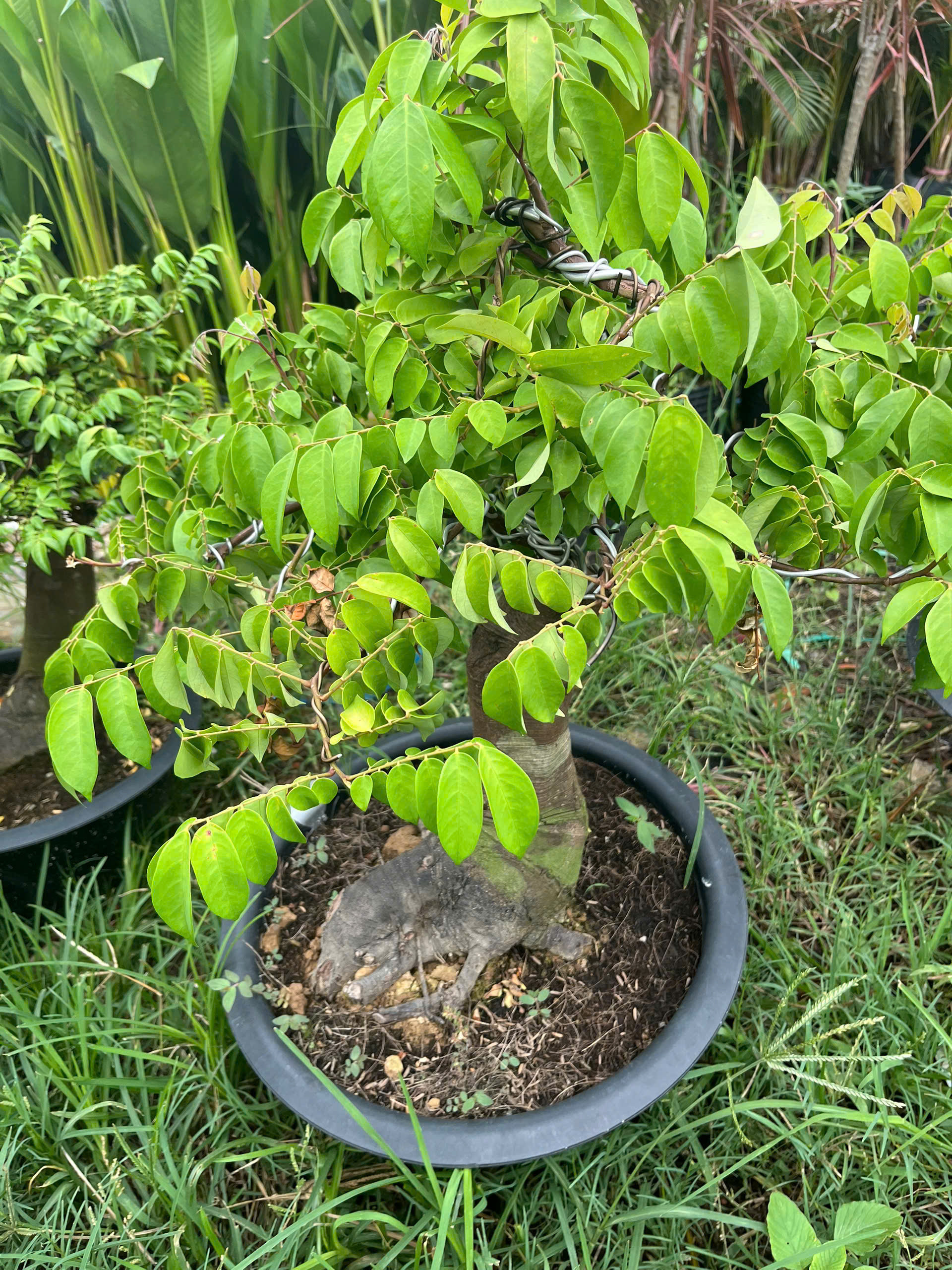 khe-bonsai-lon-1
