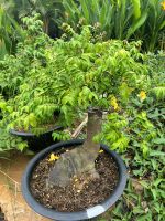 khe-bonsai-lon-2