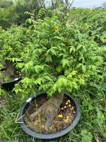 khe-bonsai-lon-4