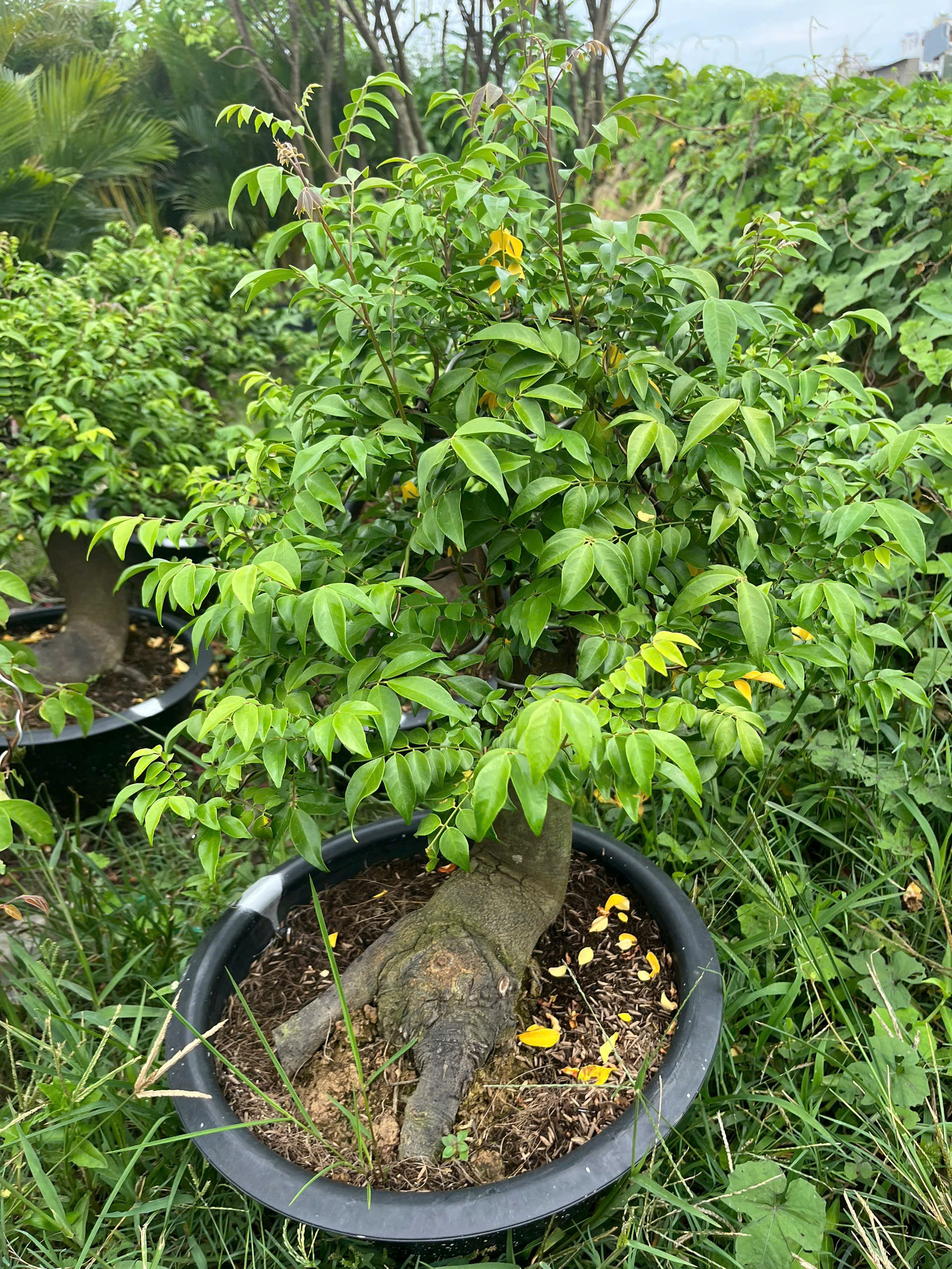 khe-bonsai-lon-4