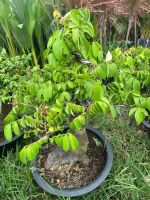 khe-bonsai-lon-6