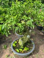 khe-bonsai-nho-1