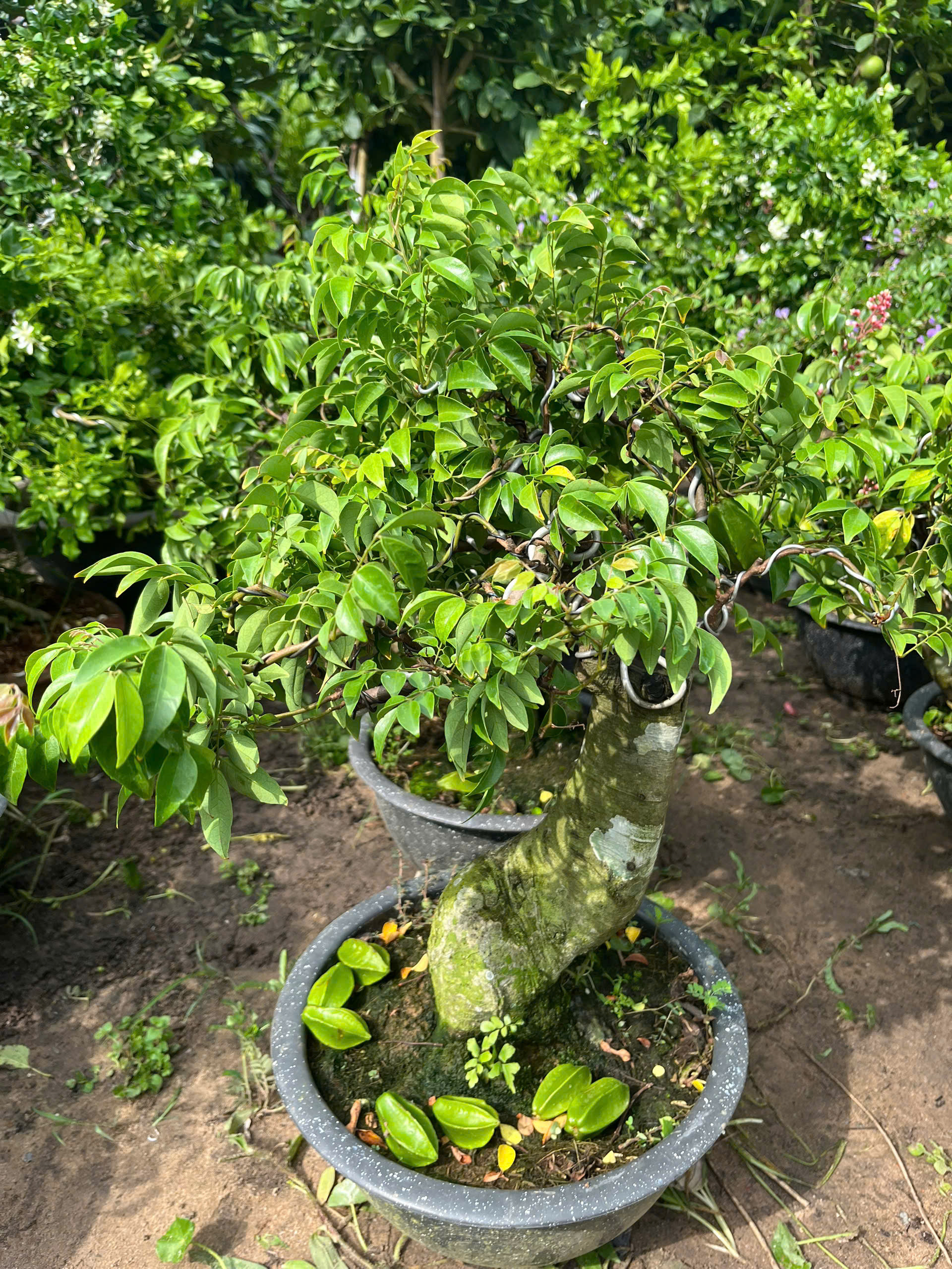 khe-bonsai-nho-3