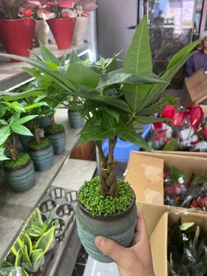 kim-ngan-chau-gom-2