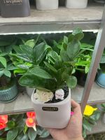 kim-tien-mini-decor-2