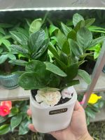 kim-tien-mini-decor-5