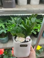 kim-tien-mini-decor-6