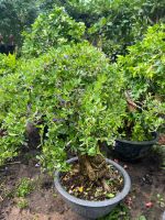 linh-sam-bonsai-1