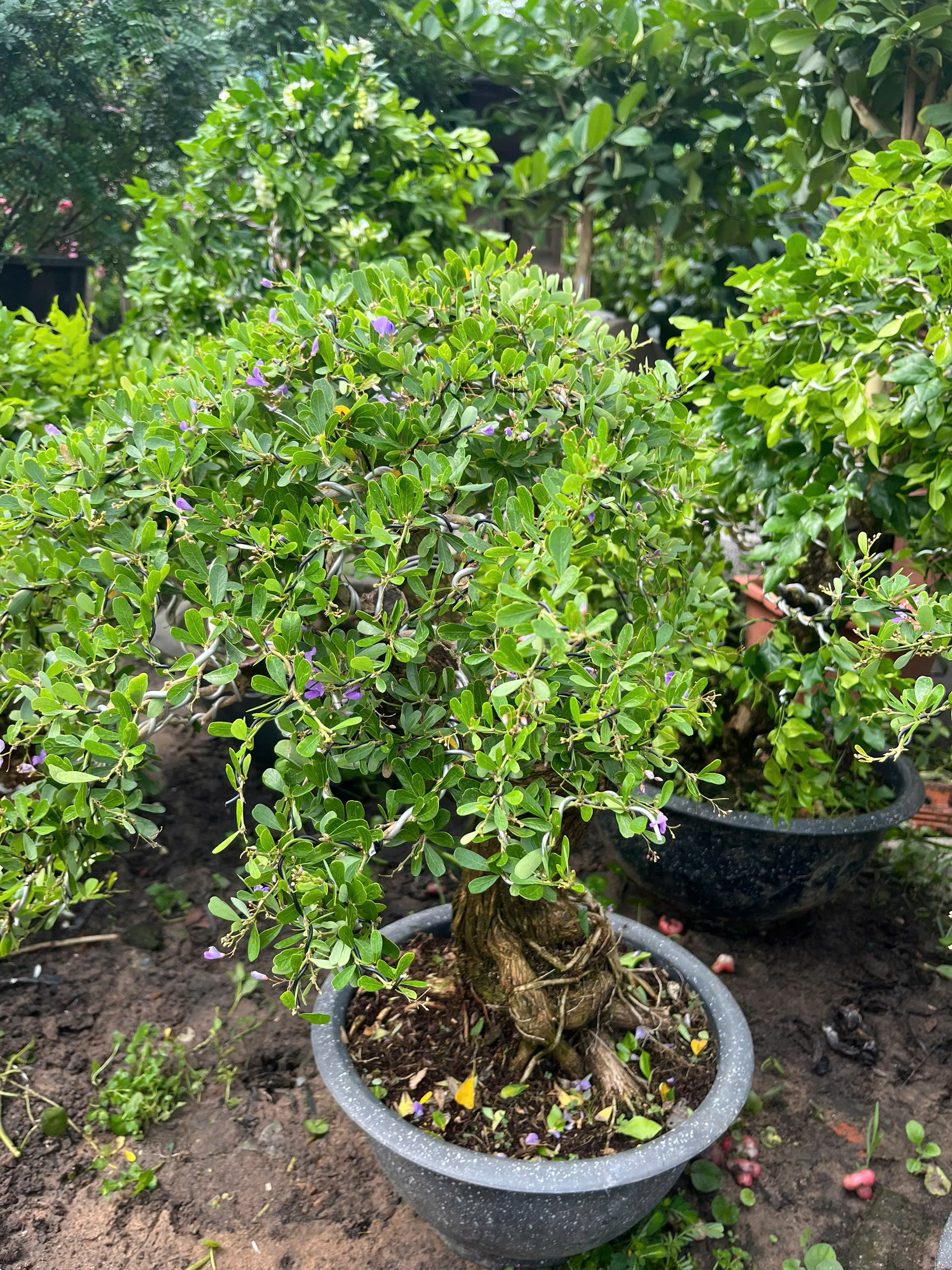 linh-sam-bonsai-1