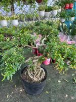 linh-sam-bonsai-goc-dep-1
