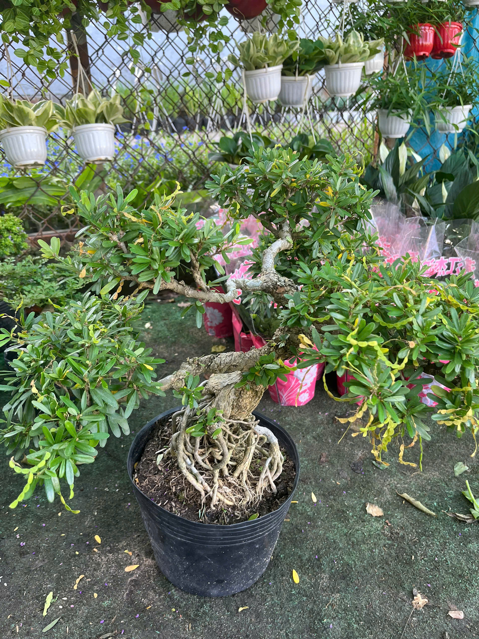 linh-sam-bonsai-goc-dep-1