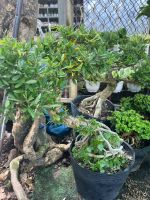 linh-sam-bonsai-goc-dep-2