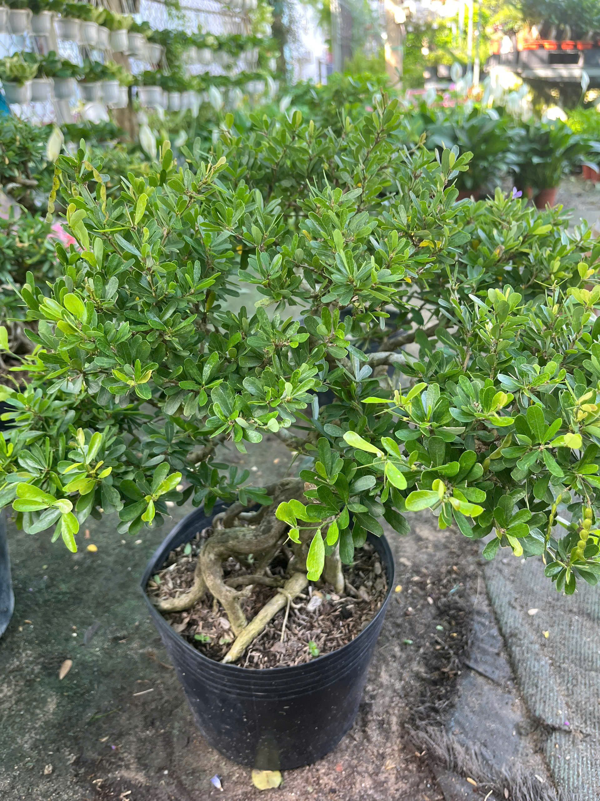 linh-sam-bonsai-goc-dep-3