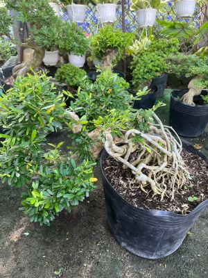 linh-sam-bonsai-goc-dep-4