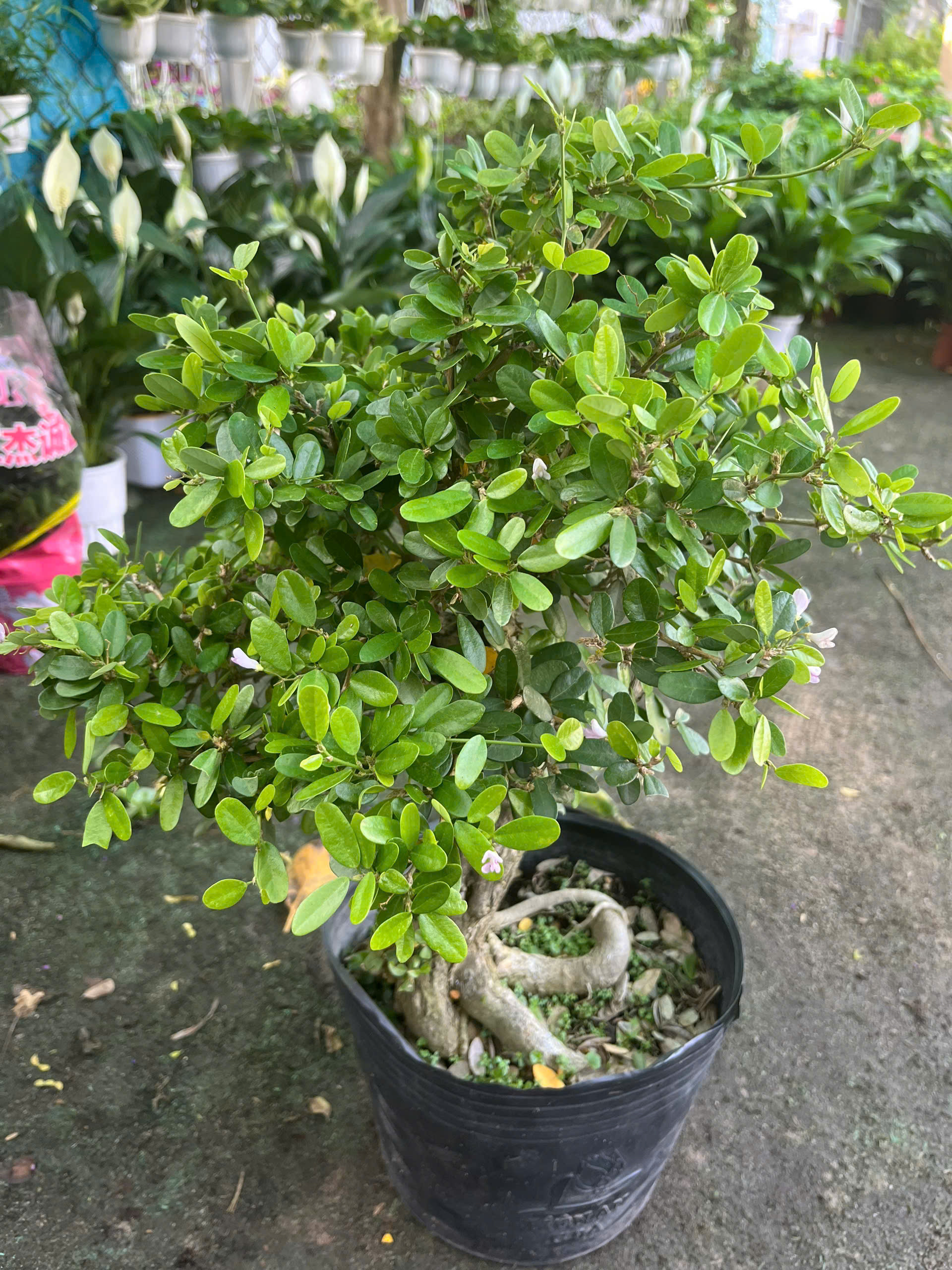 linh-sam-bonsai-goc-dep-5