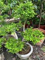 mai-chieu-thuy-bonsai-1