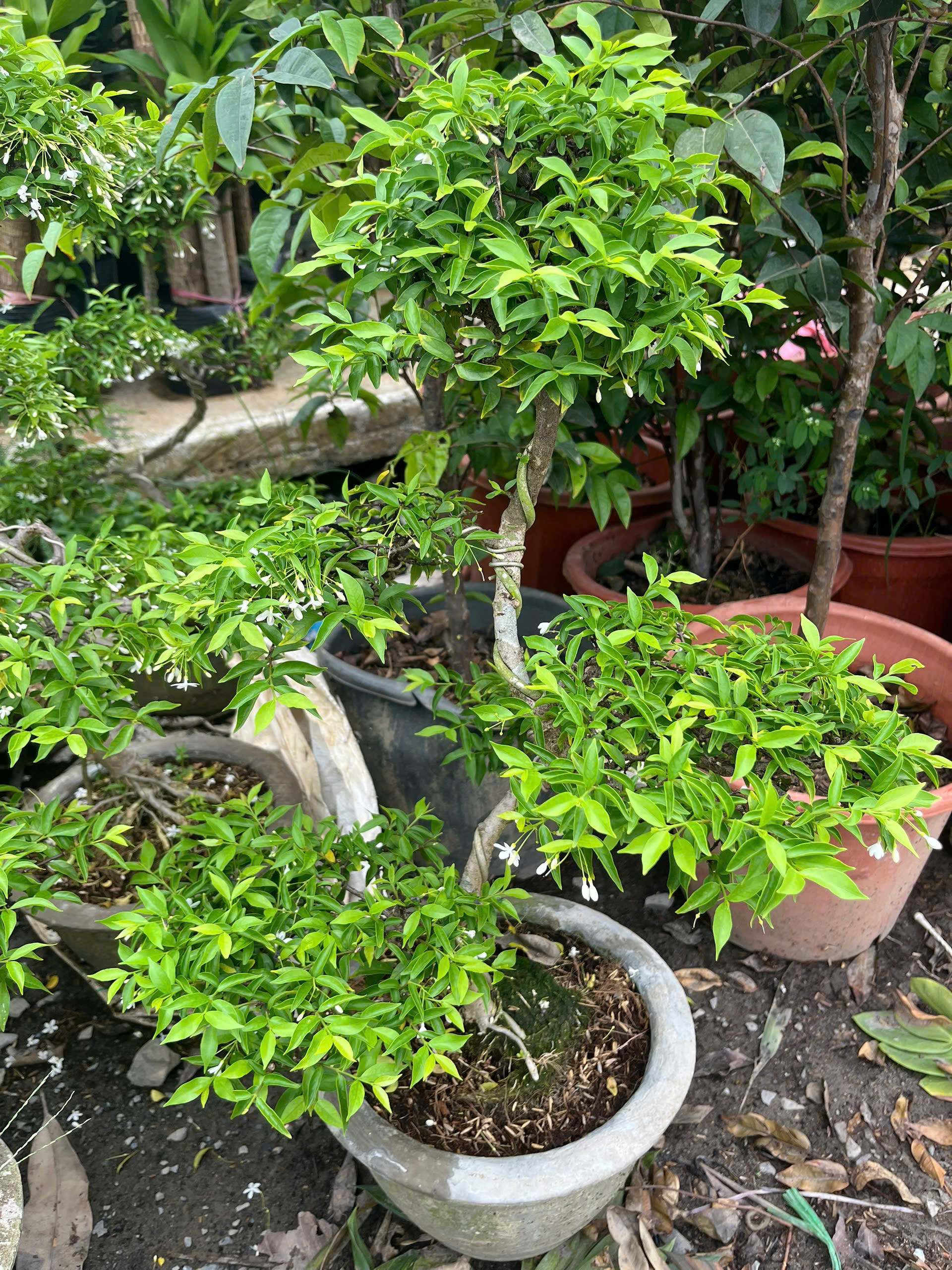 mai-chieu-thuy-bonsai-1